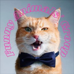 Funny Animals Group