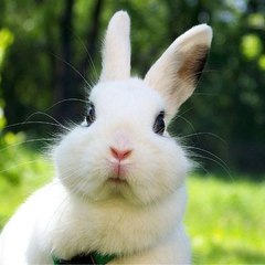 Yaya Bunny