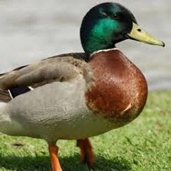 Duck bahi