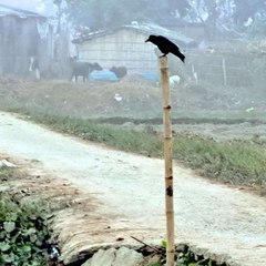 The Rural India