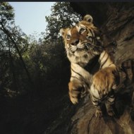 Documentaire Animalier