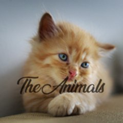 The  Animals