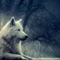 Free Documentary Nature