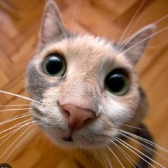 JustCatLovers