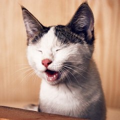 Funny Animals Life