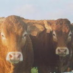 flyingcow