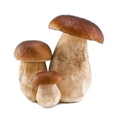 We Love Mushrooms