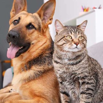 Animals And Relaxing Tv