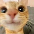 Baguncinha