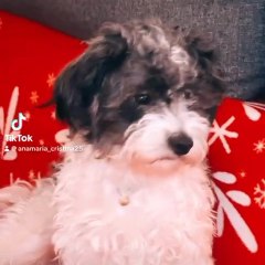 Bubico Patrick