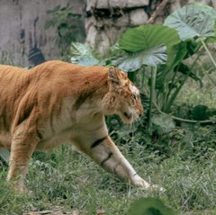 Wildlife Conservation