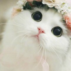 麦加