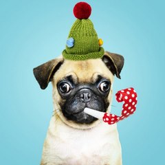 funnwithanimals
