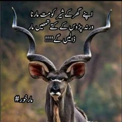 ZIA MOHI UD DIN