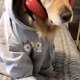 RS FUNNY VIDEO