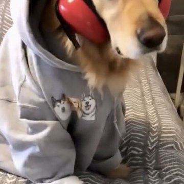 RS FUNNY VIDEO
