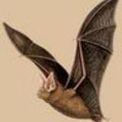 lachauvesouris