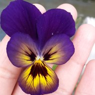 The Contemporary CLICKS