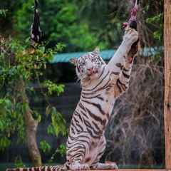 Discover Animals