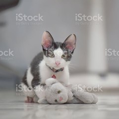 Funny cat Music