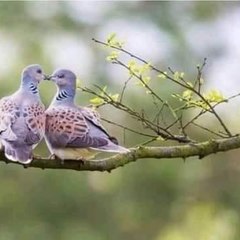 Muhammad Nauman Rasool