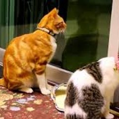 Animals & Dogs & cat's