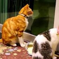 Animals & Dogs & cat's