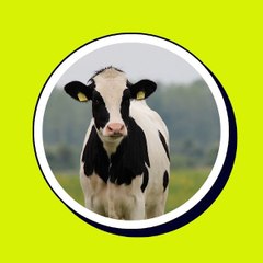 Dairy News And Information