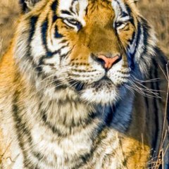 Abdul Razzaque baloch