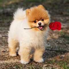 BARK AVENUE DOG CARE