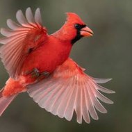 Kashif Nadeem  Official