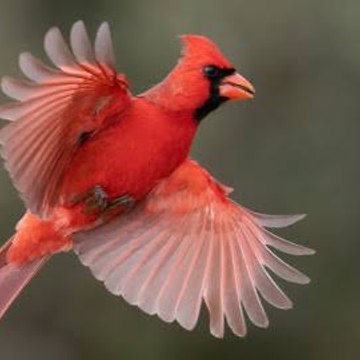 Kashif Nadeem  Official