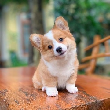 Animalcountry