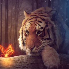 Wild_nature