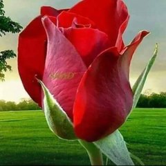 Umer Saeed Gul