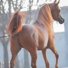 Ziad Rs