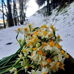 Narcissus