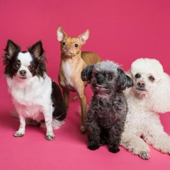pet psychology