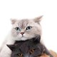 SeputarKucing