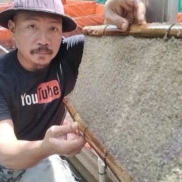 BUDIDAYA IKAN LELE