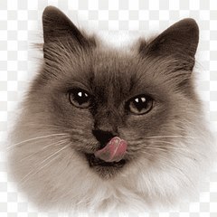 Cute Little Funny Animals