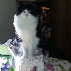 kosherkitties