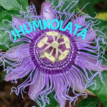 JHUMKOLATA