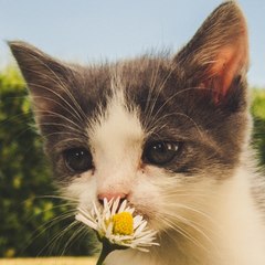 Mew Paradise