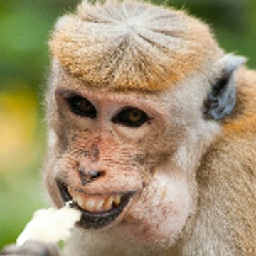 bichos muito loucos
