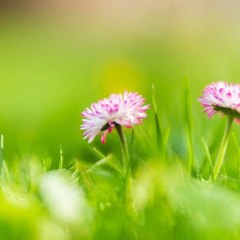 BEAUTIFULLY GARDENING