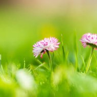 BEAUTIFULLY GARDENING