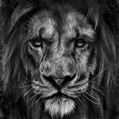 Animal world