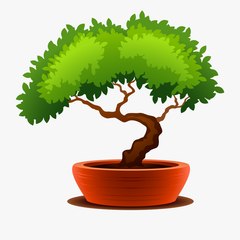 BONSAI LOVERS TV