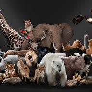 Nick Taylor Animal Facts